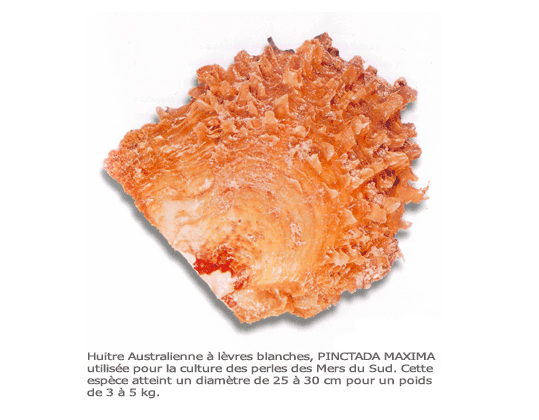 PINCTADA MAXIMA è l'ostrica perlifera dei mari del sud che produce le perle Australiane e Filippine